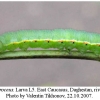 colias croceus larva5b